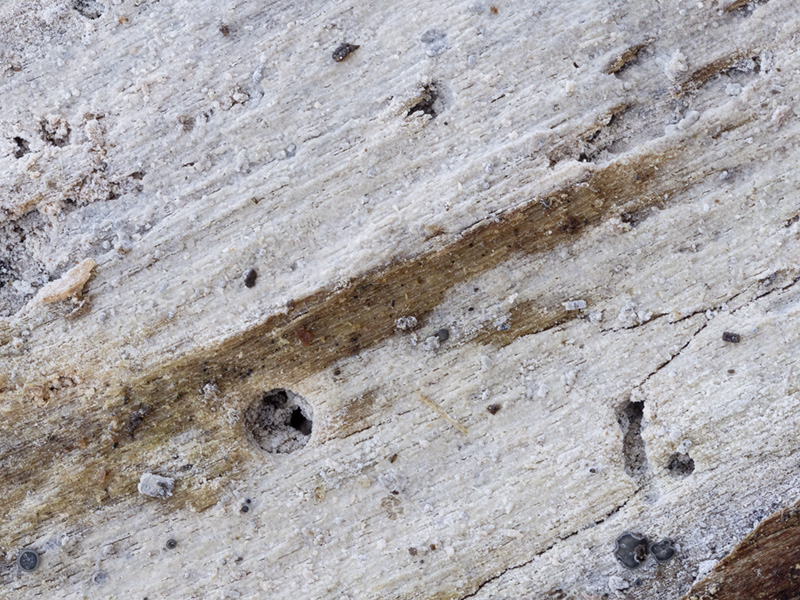 Sistotrema oblongisporum Sistotrema oblongisporum